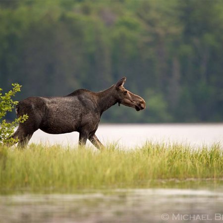 Moose Images - photo 1