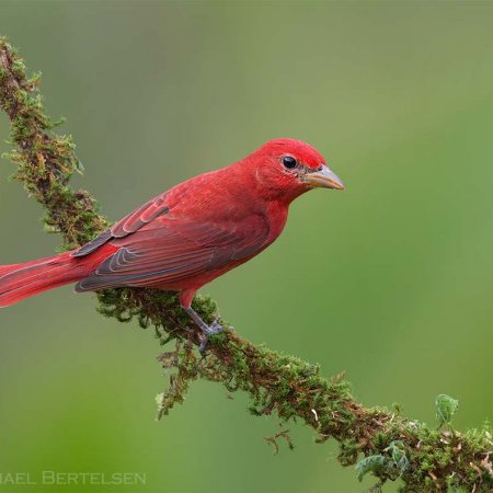 Wild Costa Rica Images - photo 0