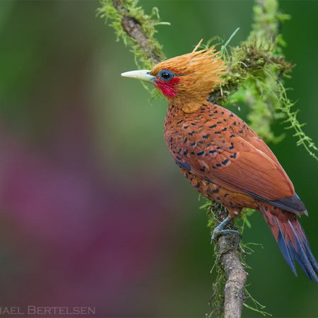 Wild Costa Rica Images - photo 10