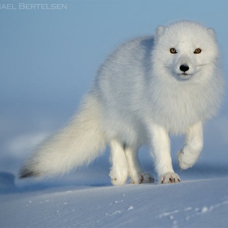 Polar Bears and the Arctic - photo 0