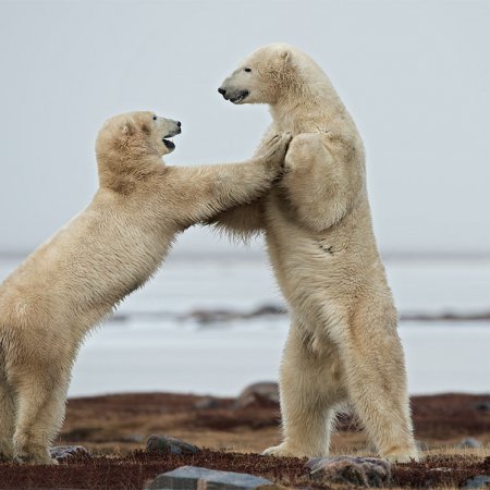 Polar Bears and the Arctic - photo 3