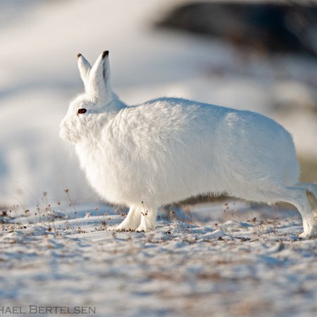 Polar Bears and the Arctic - photo 2