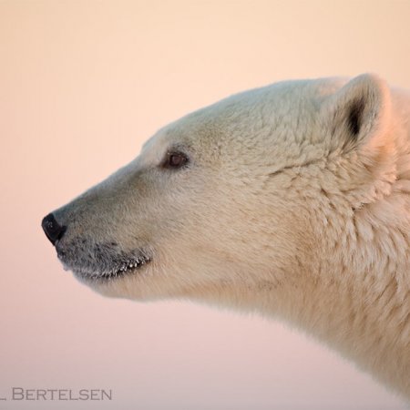 Polar Bears and the Arctic - photo 5