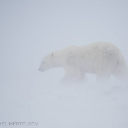 Polar Bears and the Arctic - photo 4