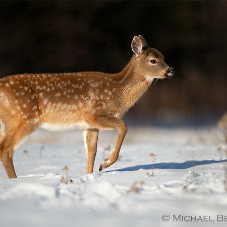 Algonquin Winter Wildlife Images - photo 1