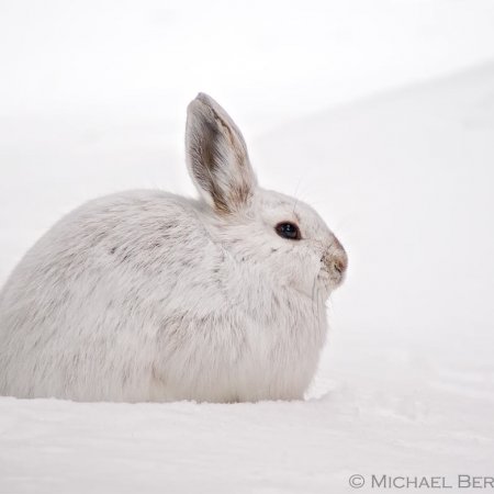 Algonquin Winter Wildlife Images - photo 2