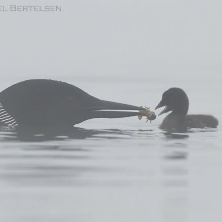 Loon Images - photo 6