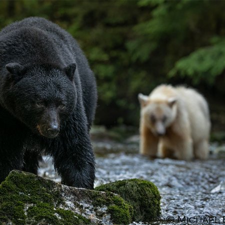 Spirit Bear Photo Tour - photo 8