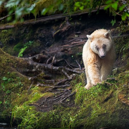 Spirit Bear Photo Tour - photo 9