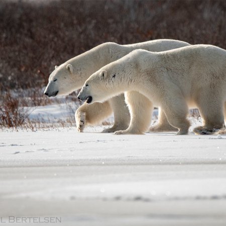 Polar Bears and the Arctic - photo 7
