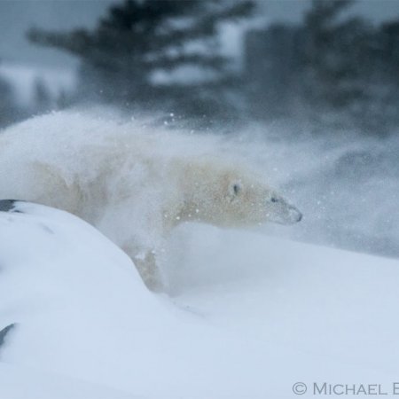 Polar Bears and the Arctic - photo 11