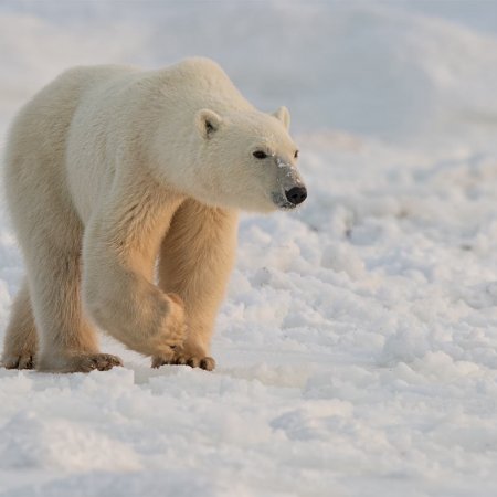 Polar Bears and the Arctic - photo 8