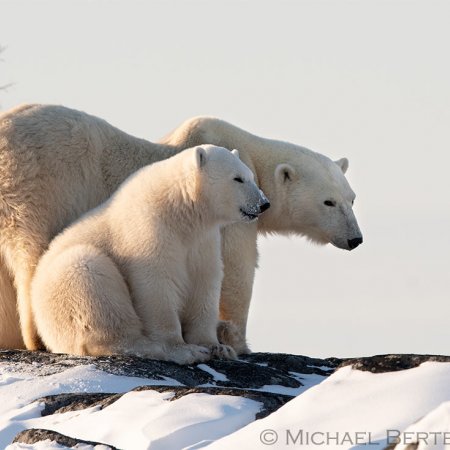 Polar Bears and the Arctic - photo 11