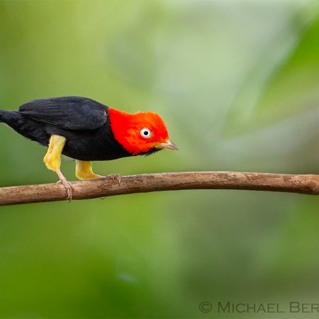 Wild Costa Rica Images - photo 12