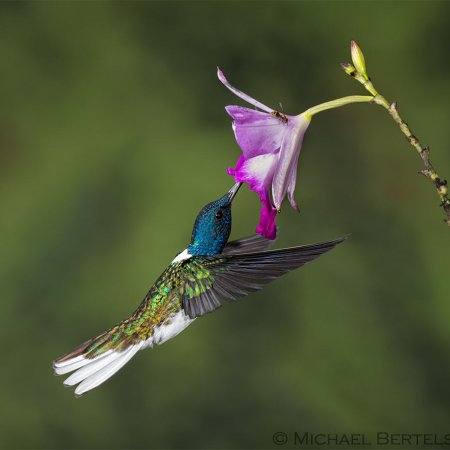 Wild Costa Rica Images - photo 14