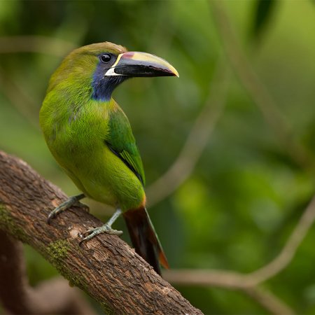 Wild Costa Rica Images - photo 13