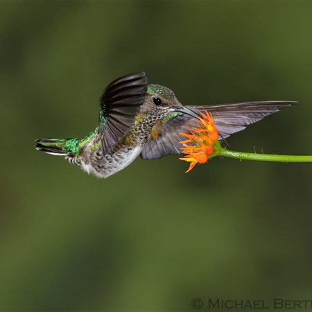 Wild Costa Rica Images - photo 15