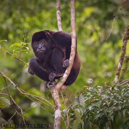 Wild Costa Rica Images - photo 17