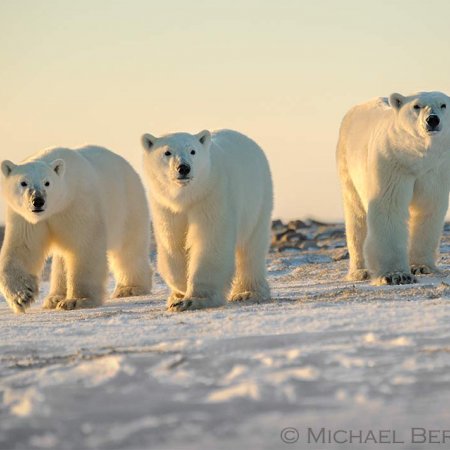 Polar Bears and the Arctic - photo 13