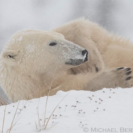Polar Bears and the Arctic - photo 17