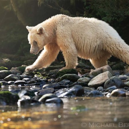 Spirit Bear Photo Tour - photo 10