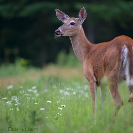 Whitetail Photography Workshop - photo 0