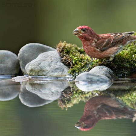 Whitetail Photography Workshop - photo 2