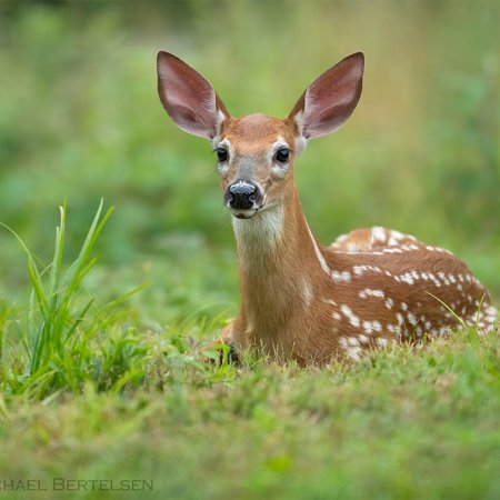 Whitetail Photography Workshop - photo 4