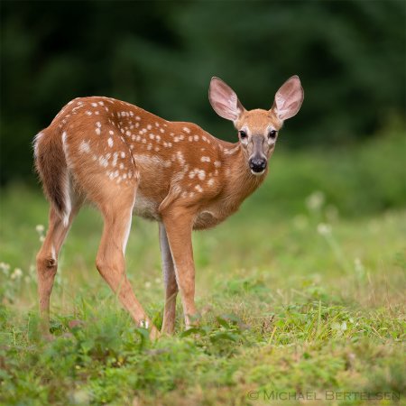 Whitetail Photography Workshop - photo 6