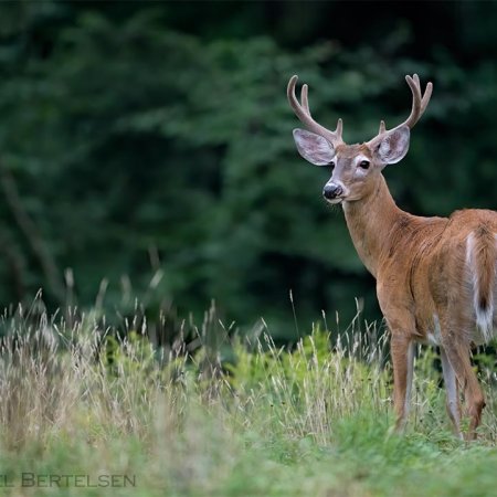 Whitetail Photography Workshop - photo 7