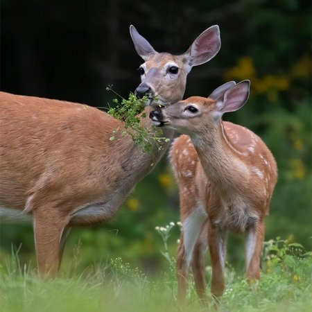 Whitetail Photography Workshop - photo 9