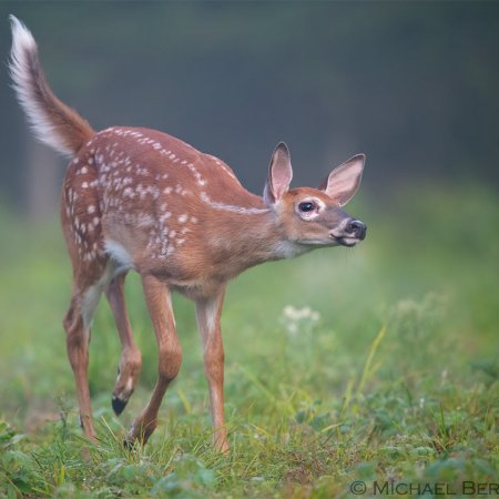 Whitetail Photography Workshop - photo 10