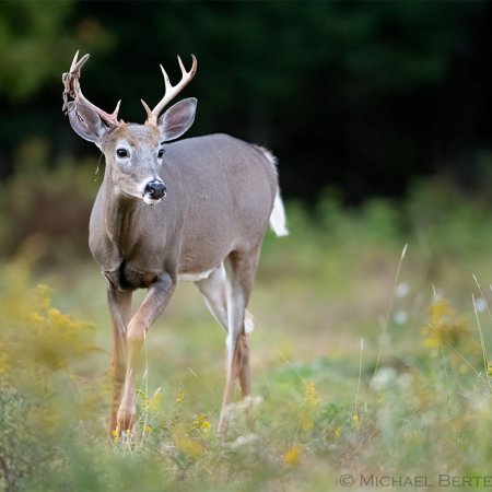 Whitetail Photography Workshop - photo 11