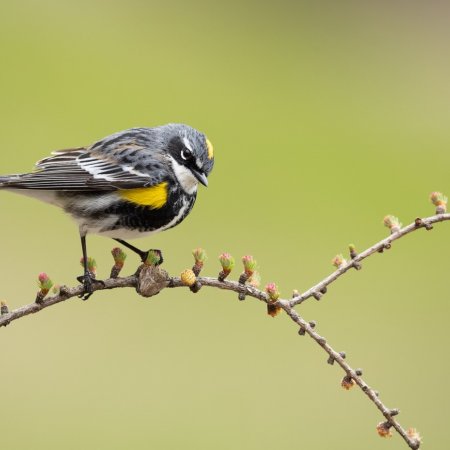 Perch Birds - photo 0