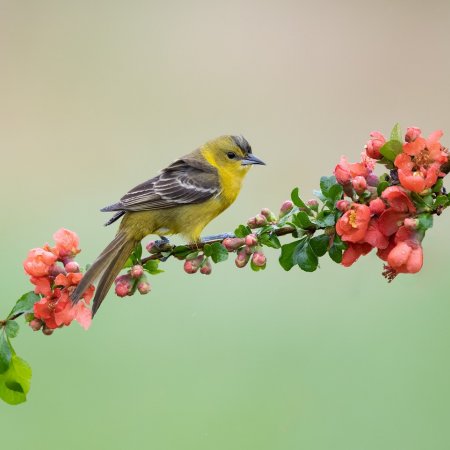 Perch Birds - photo 2