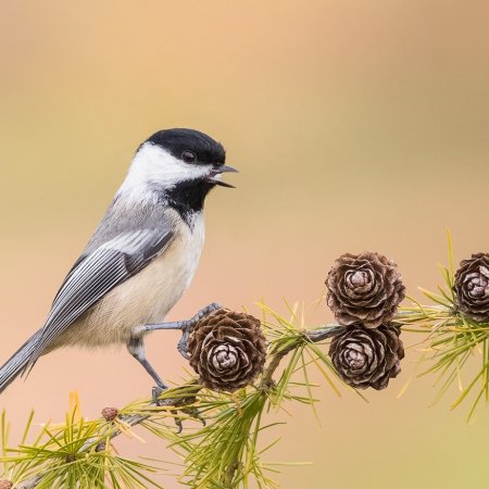 Perch Birds - photo 3