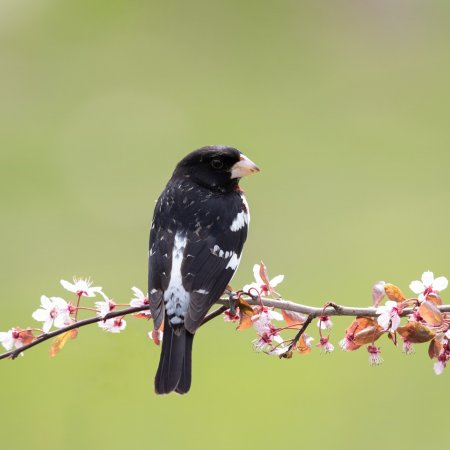 Perch Birds - photo 5