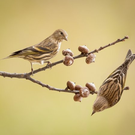 Perch Birds - photo 6