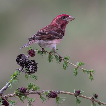 Perch Birds - photo 7