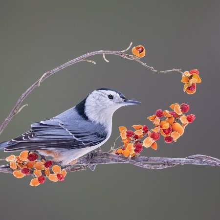 Perch Birds - photo 9