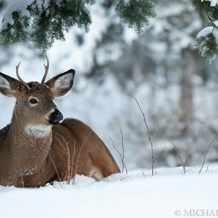 Algonquin Winter Wildlife Images - photo 7