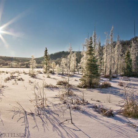 Algonquin Winter Wildlife Images - photo 9