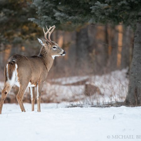 Algonquin Winter Wildlife Images - photo 10