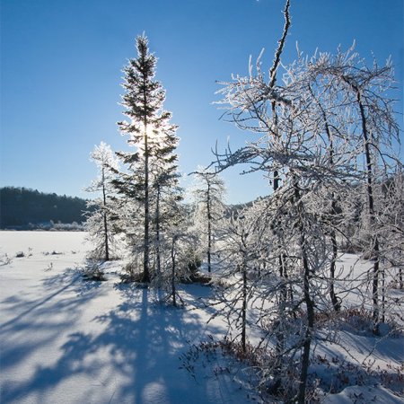 Algonquin Winter Wildlife Images - photo 11