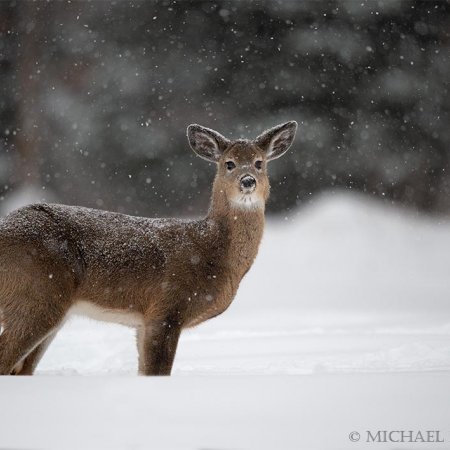 Algonquin Winter Wildlife Images - photo 12