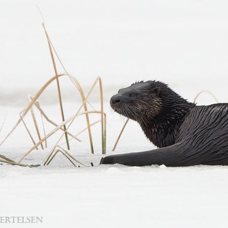 Algonquin Winter Wildlife Images - photo 15