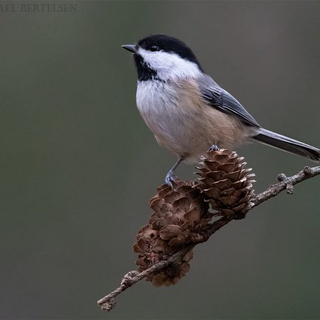 Algonquin Winter Wildlife Images - photo 16