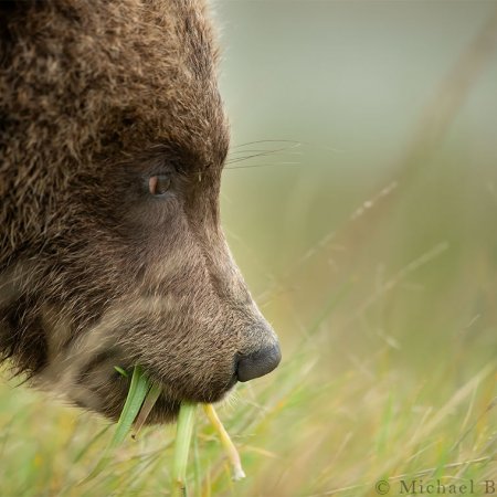 Khutzeymateen Grizzily Bear Photo Tour - photo 4