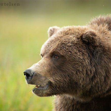 Khutzeymateen Grizzily Bear Photo Tour - photo 0