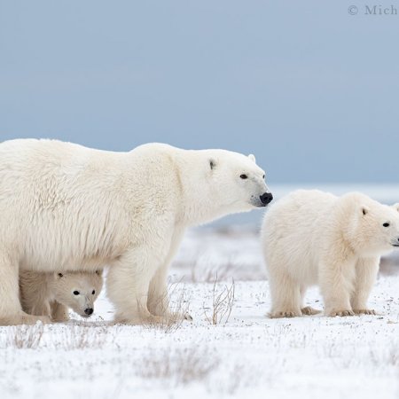 Polar Bears and the Arctic - photo 10